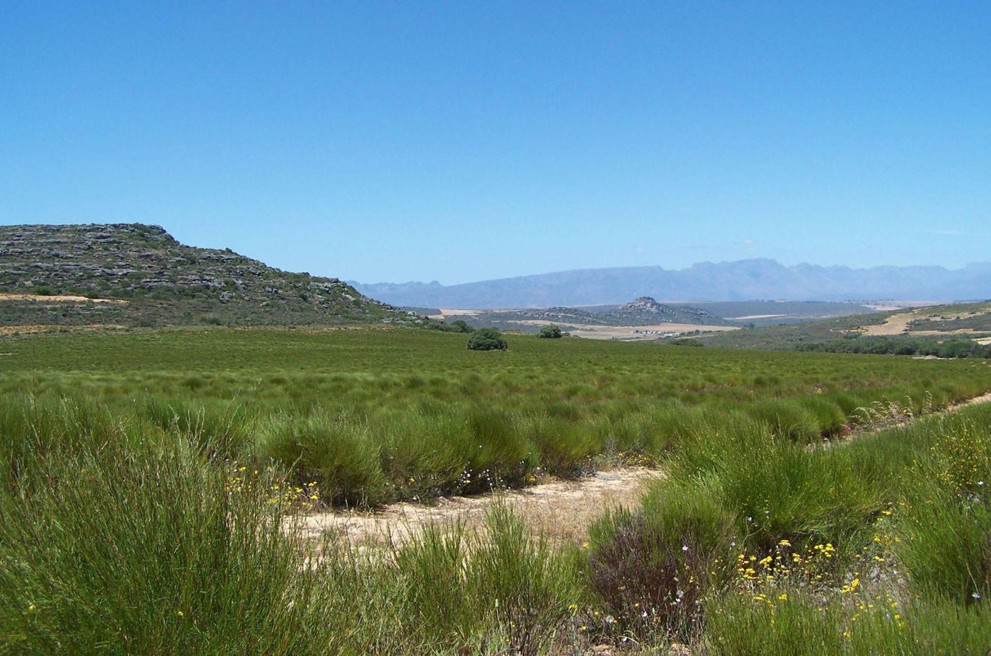 Simbavati Cederberg Ridge Villa Клануилям Екстериор снимка